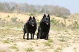 SCHIPPERKE 179